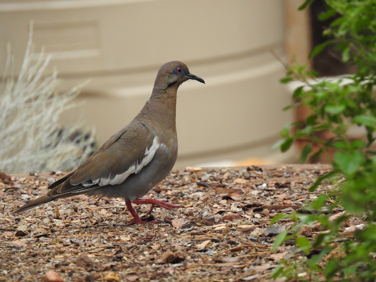 White-winged Dove - ML643390204