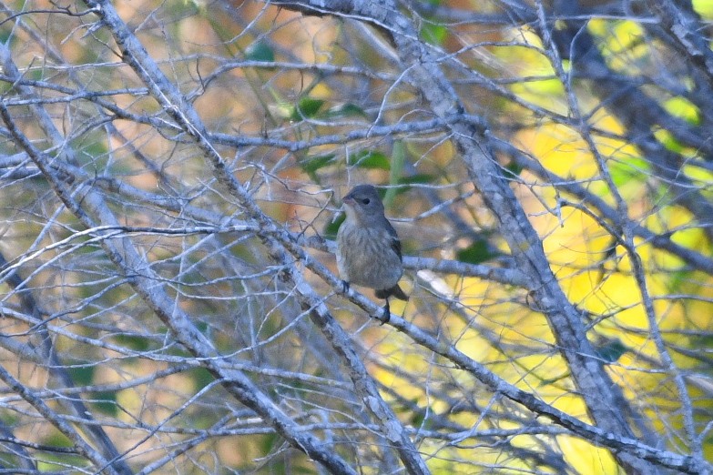 Lazuli Bunting - ML643390205