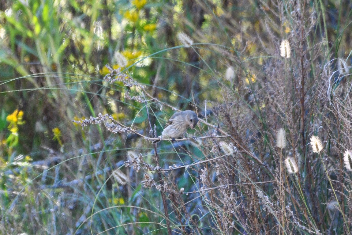 Lazuli Bunting - ML643390207