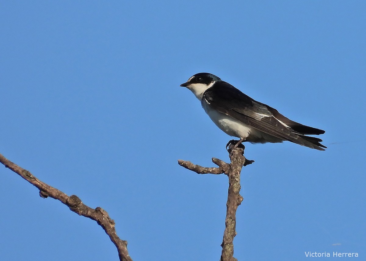 White-rumped Swallow - ML643390210