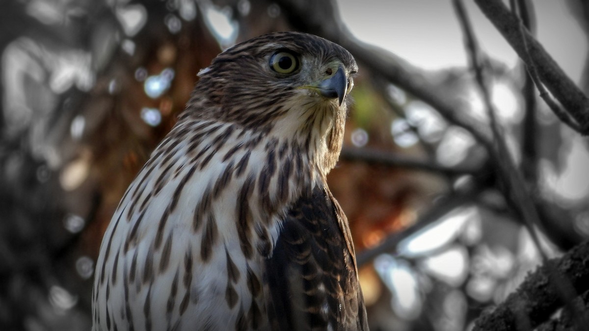 Cooper's Hawk - ML643390233