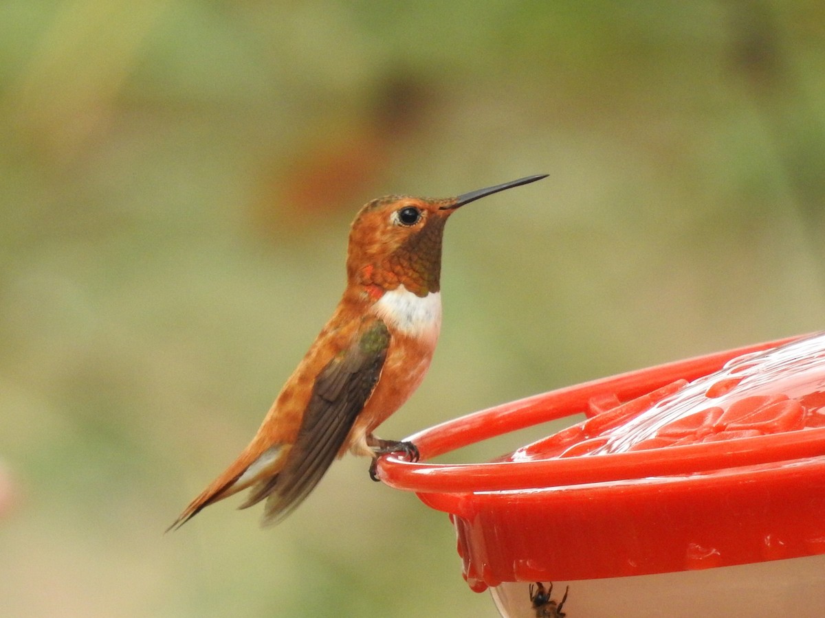 Rufous Hummingbird - ML643390238