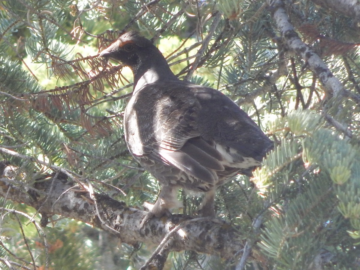 Dusky Grouse - ML643390240
