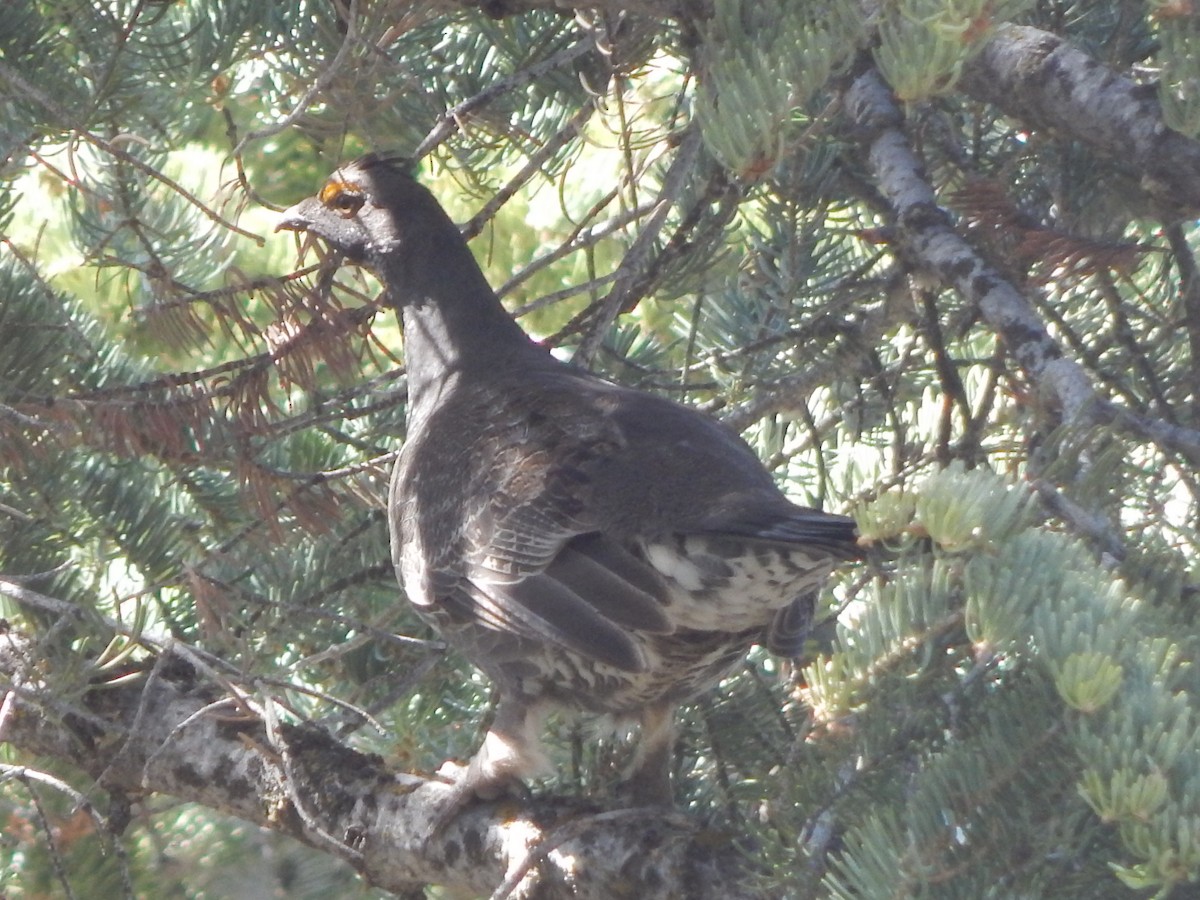 Dusky Grouse - ML643390241