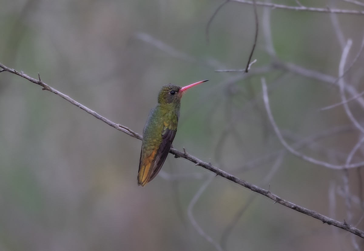 Gilded Hummingbird - ML643390256
