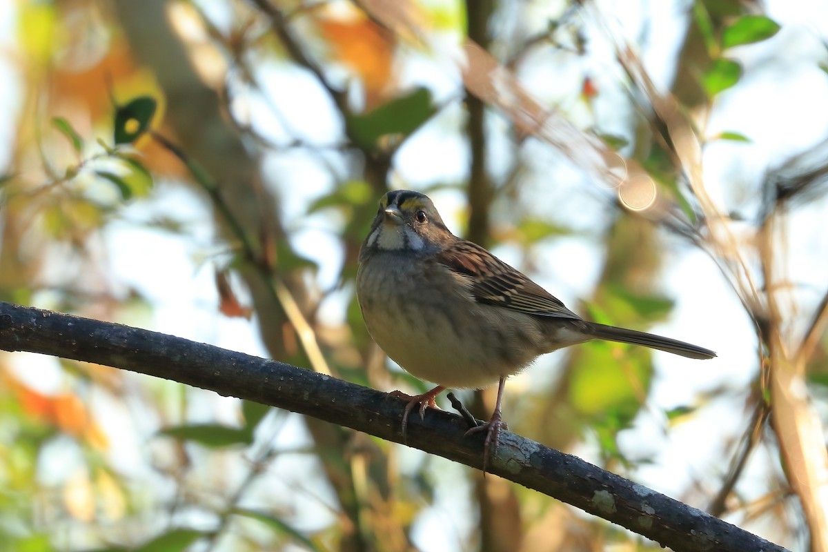 White-throated Sparrow - ML643390259