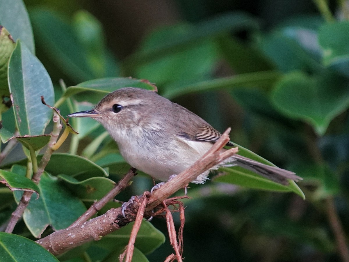 Japanese Bush Warbler (Bonin) - ML643390262