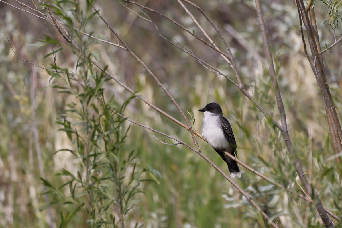 Eastern Kingbird - ML643390293