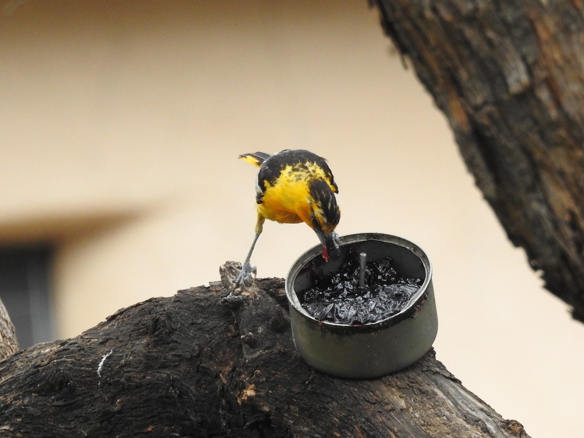 Bullock's Oriole - ML643390294