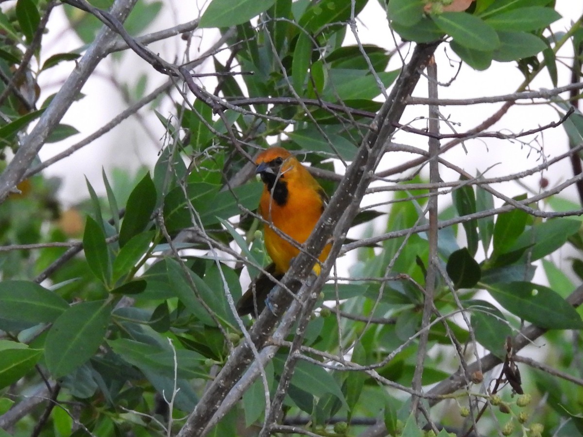 Oriole orange - ML643390297