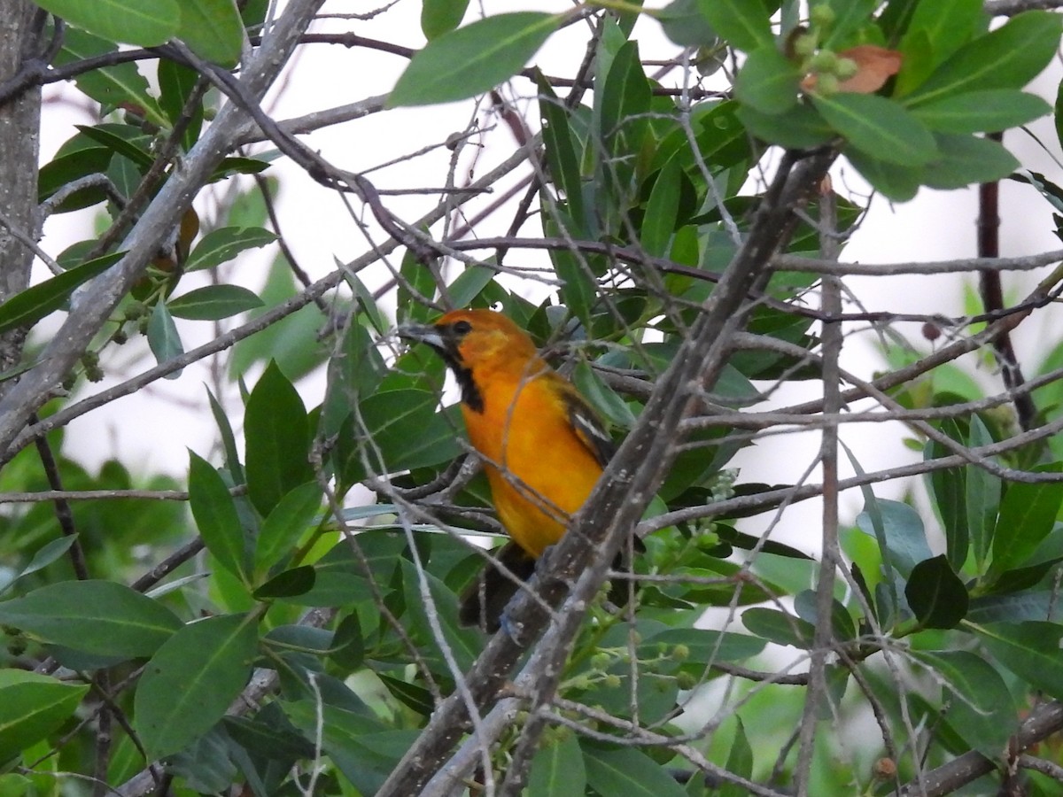 Oriole orange - ML643390298