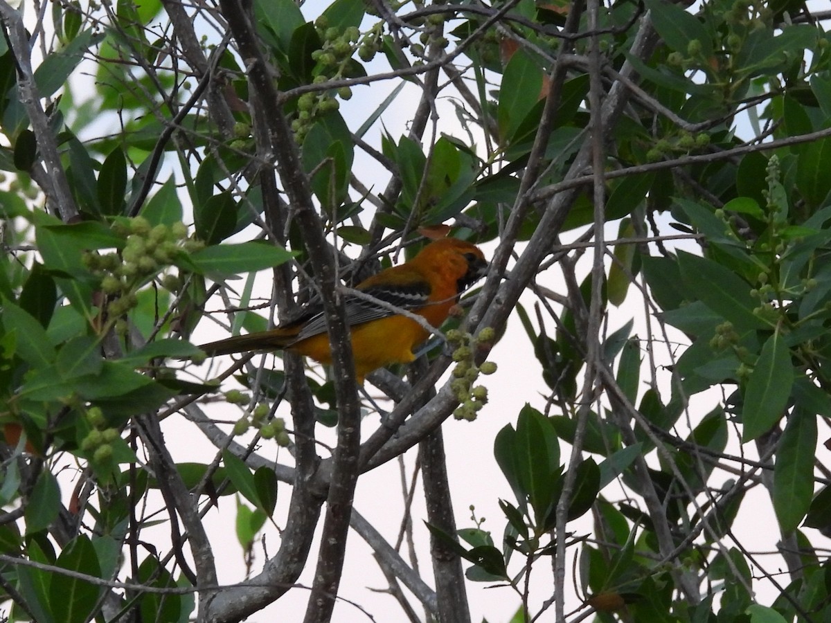 Oriole orange - ML643390300