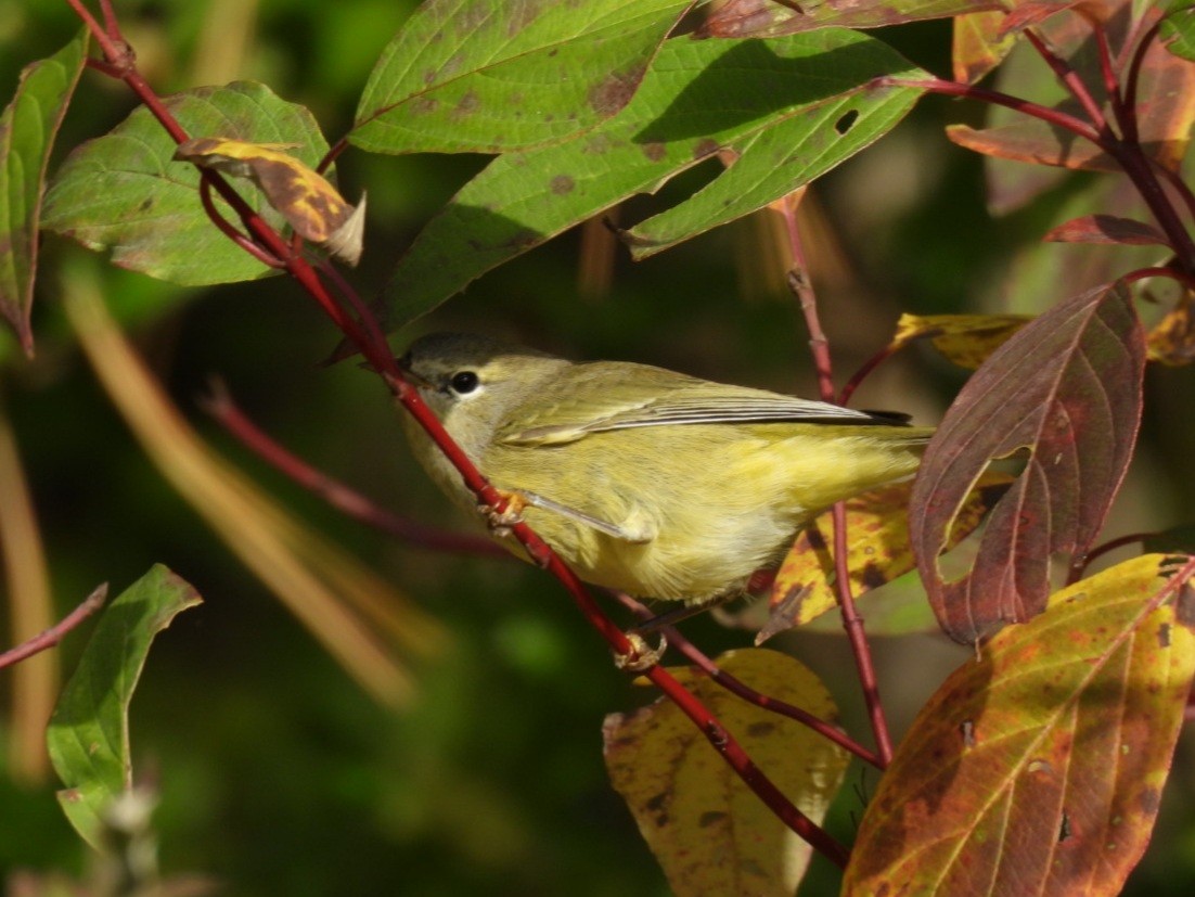 Orange-crowned Warbler - ML643390302