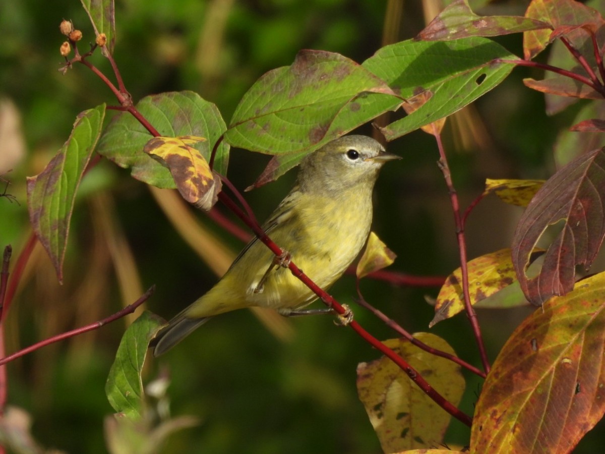 Orange-crowned Warbler - ML643390303