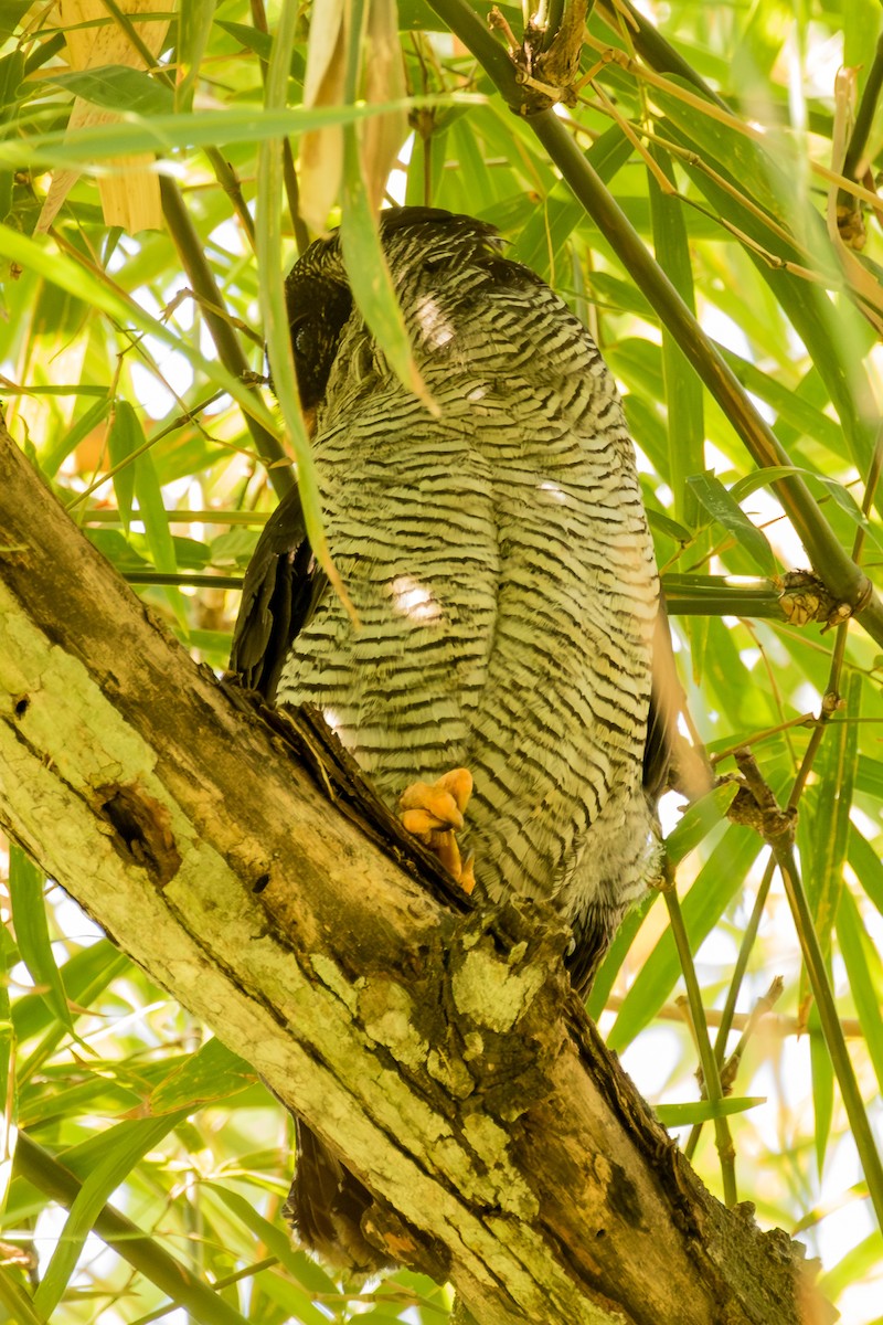 Black-and-white Owl - ML643390325