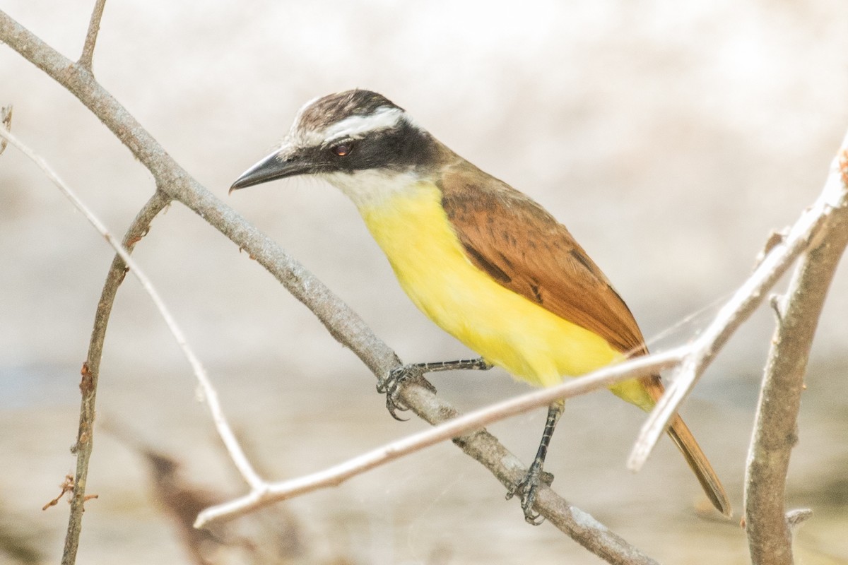 Lesser Kiskadee - ML643390328