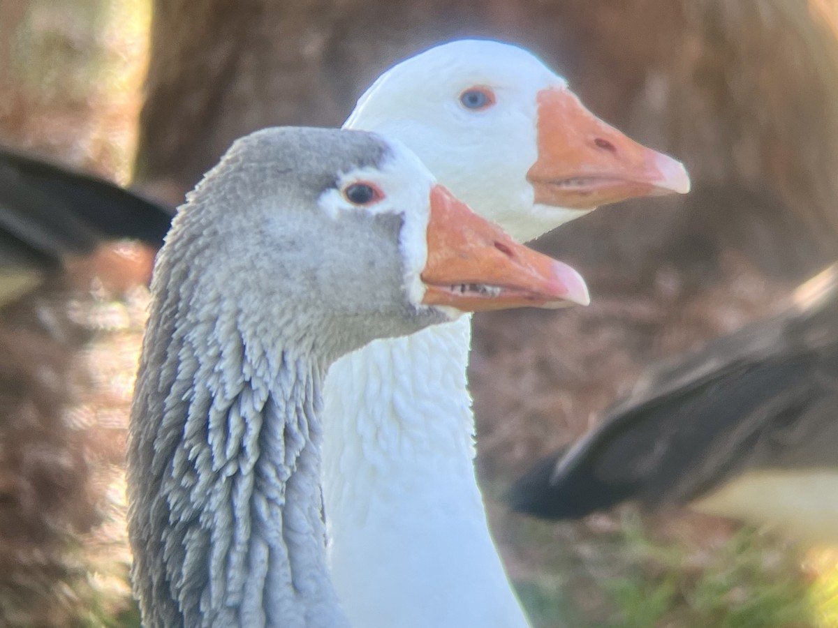 Graylag Goose (Domestic type) - ML643390330
