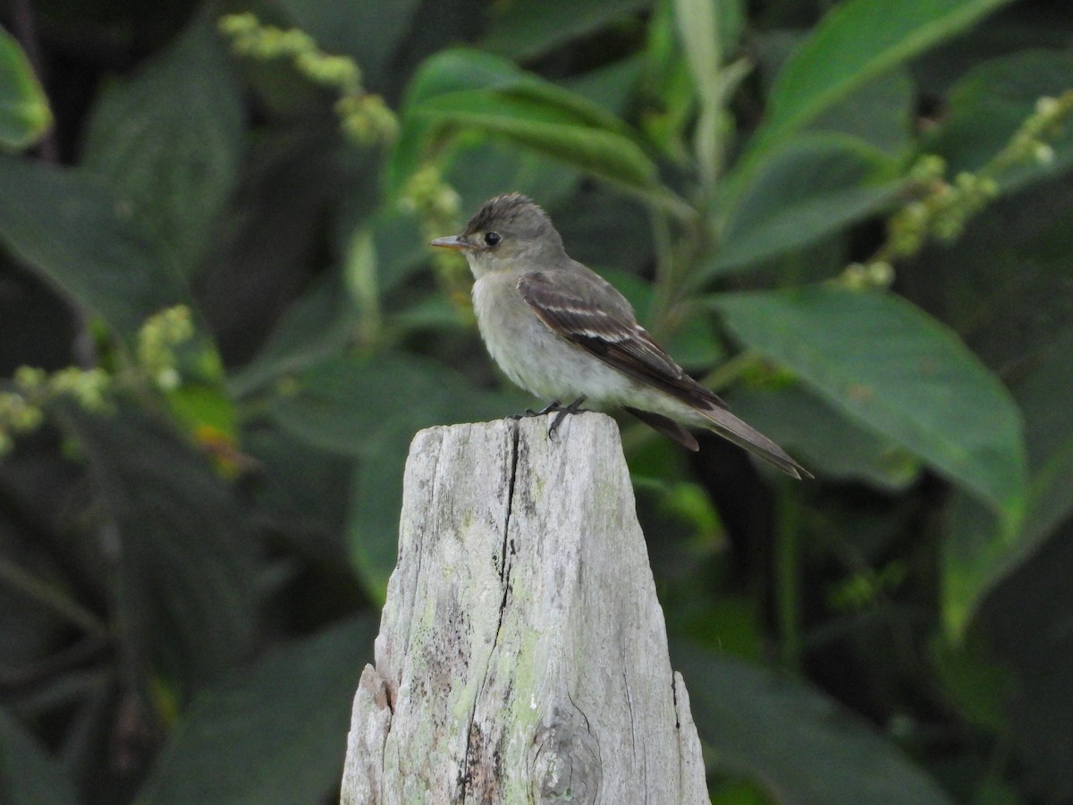 Contopus sp. - ML643390341