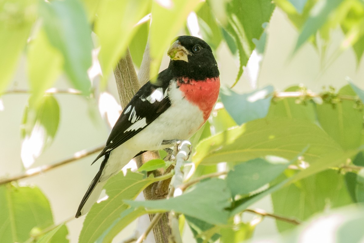 Rose-breasted Grosbeak - ML643390342