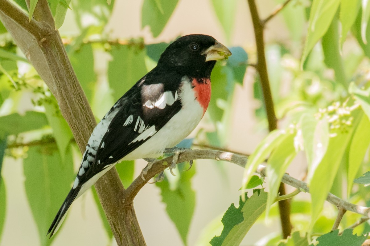 Rose-breasted Grosbeak - ML643390343