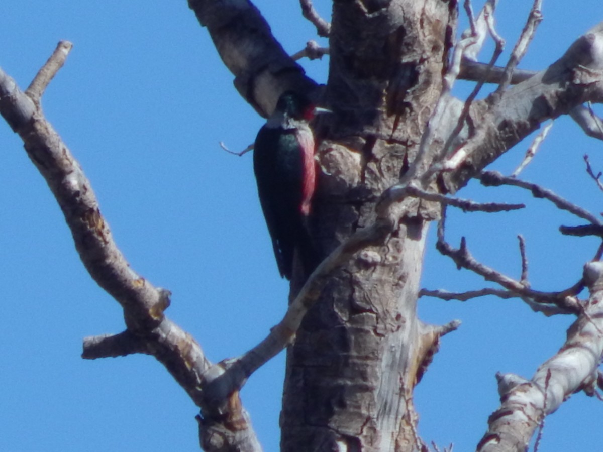 Lewis's Woodpecker - ML643390344