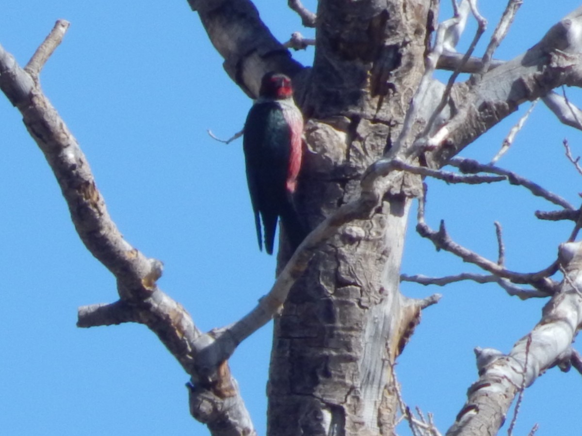 Lewis's Woodpecker - ML643390345