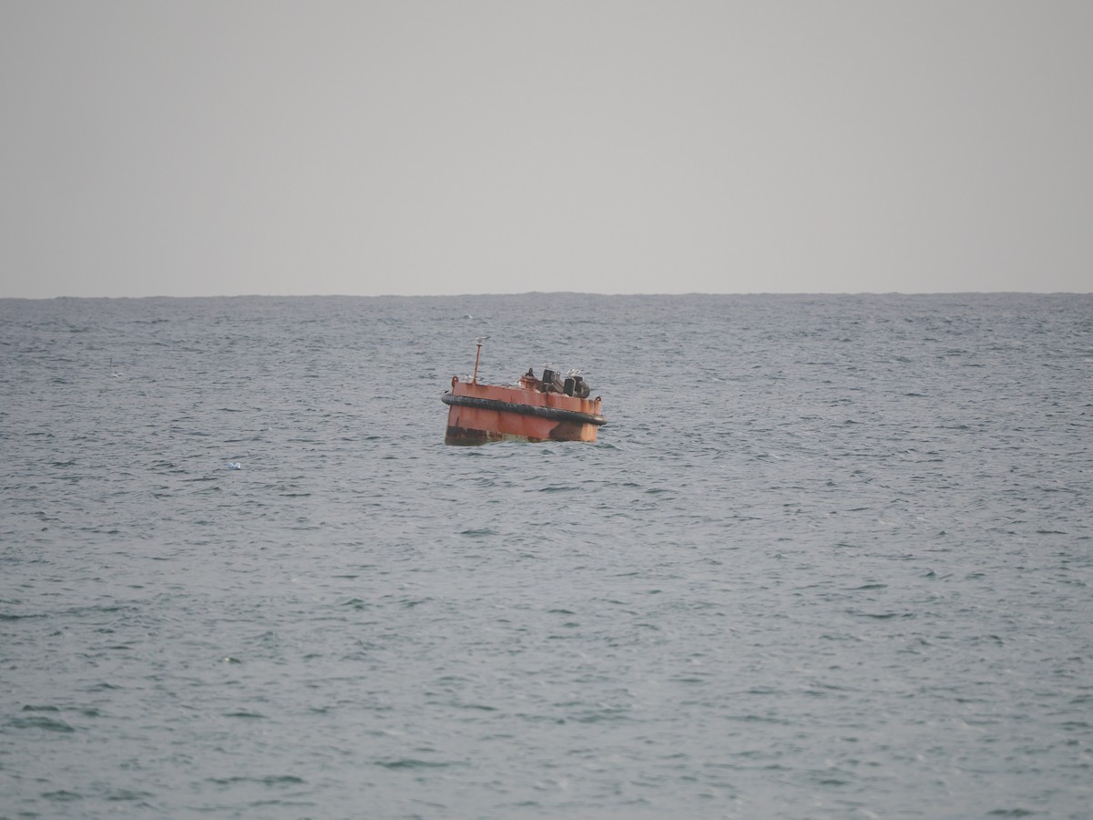 Bridled Tern - ML643390353