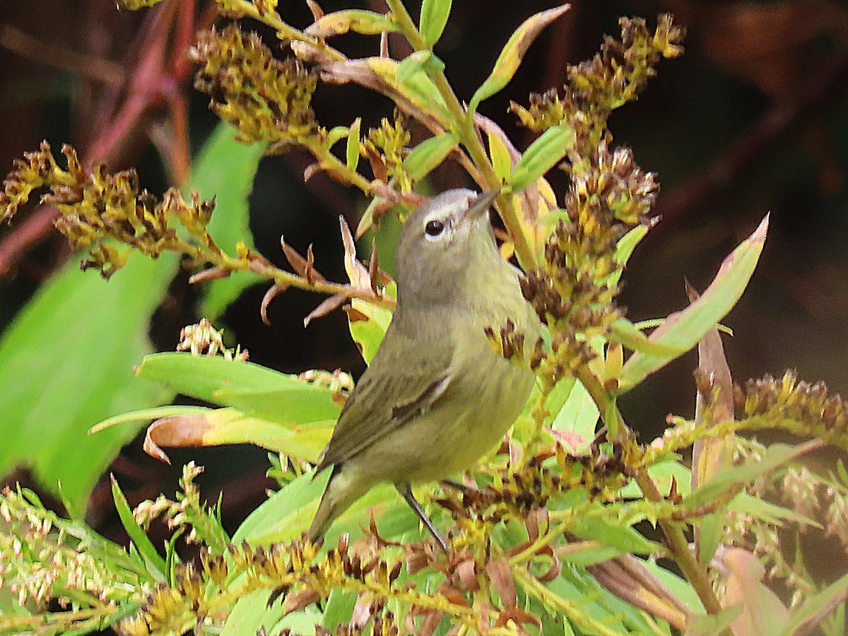 Orange-crowned Warbler - ML643390356