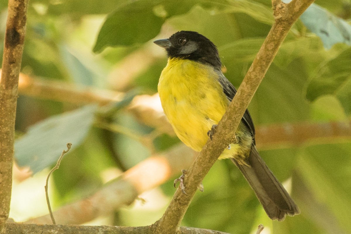 santamartakjerrspurv - ML643390407