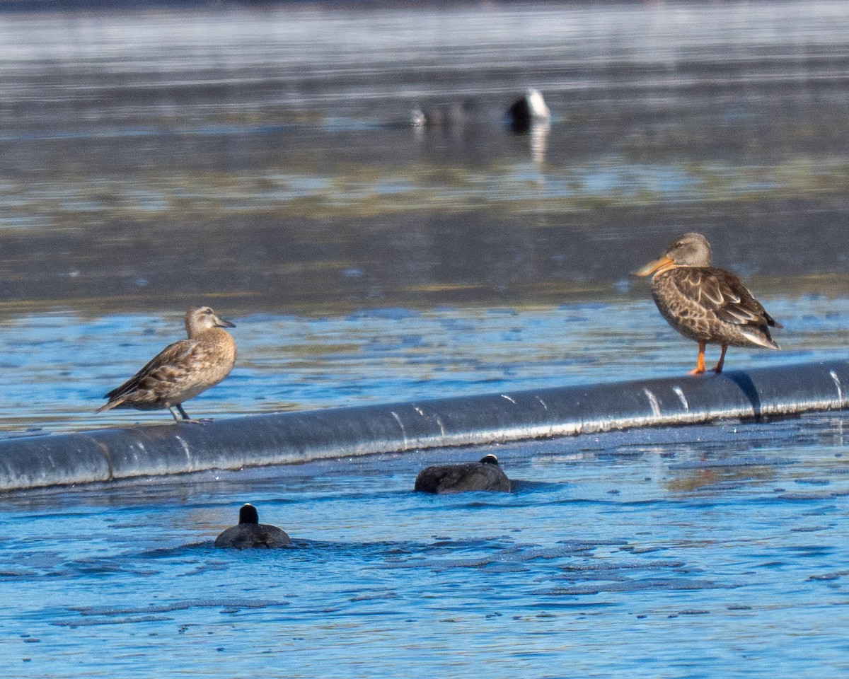 Garganey - ML643390409