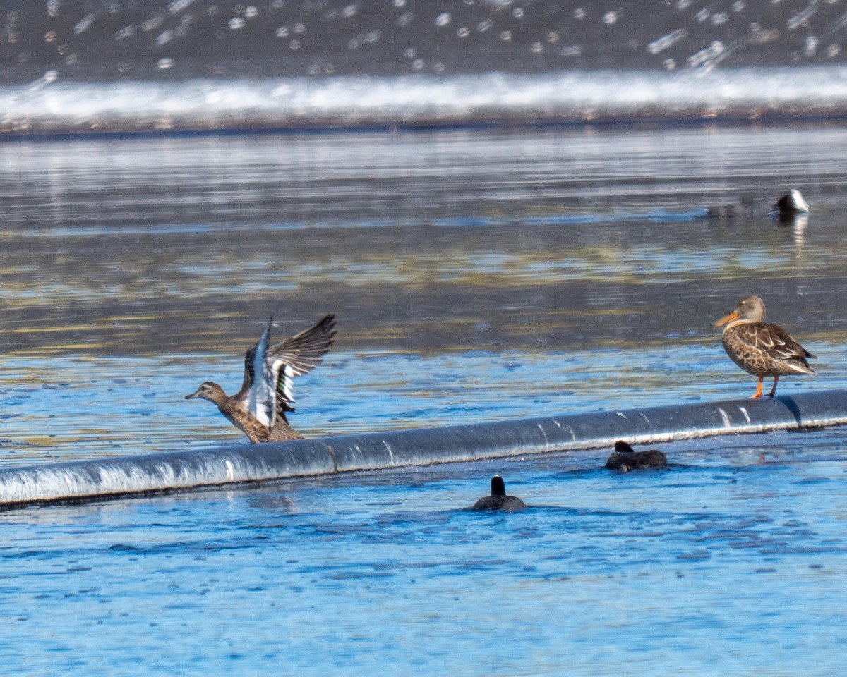 Garganey - ML643390410