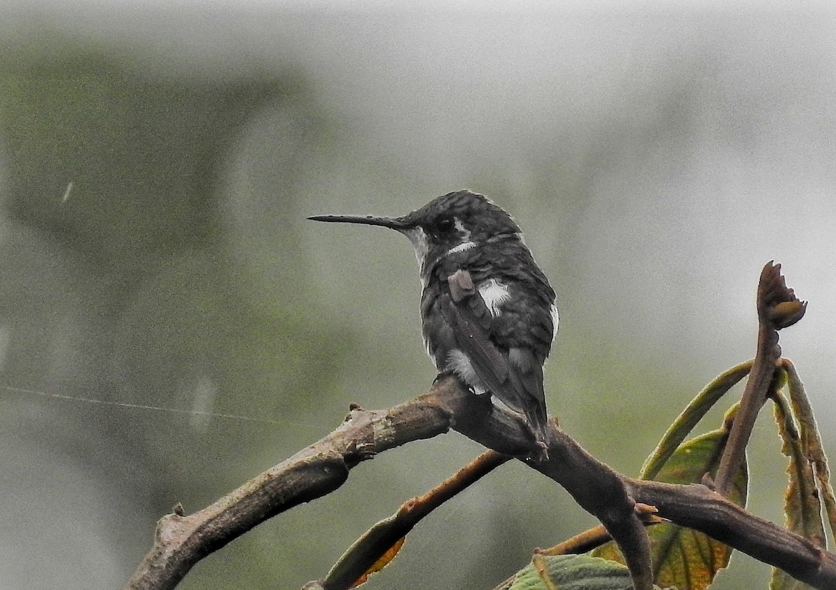 Colibri de Mulsant - ML643390411