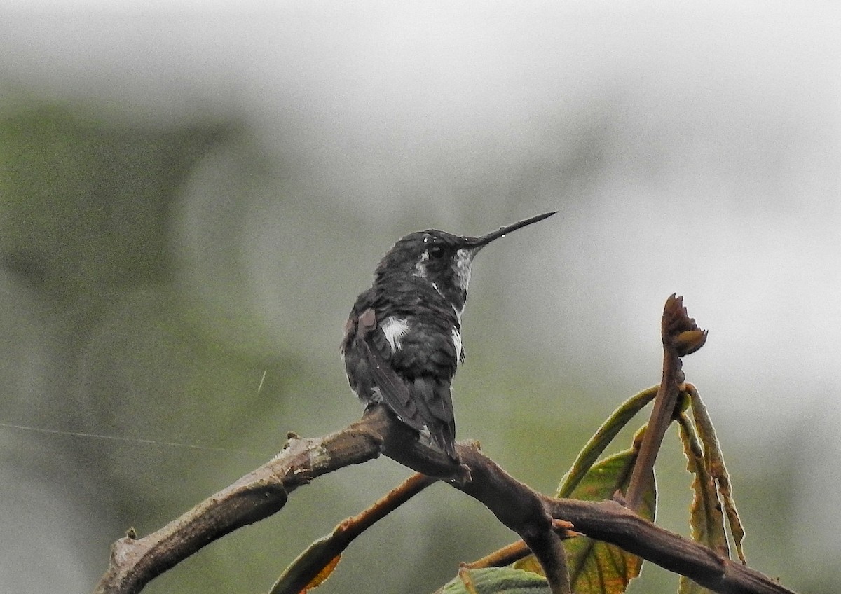 Colibri de Mulsant - ML643390412
