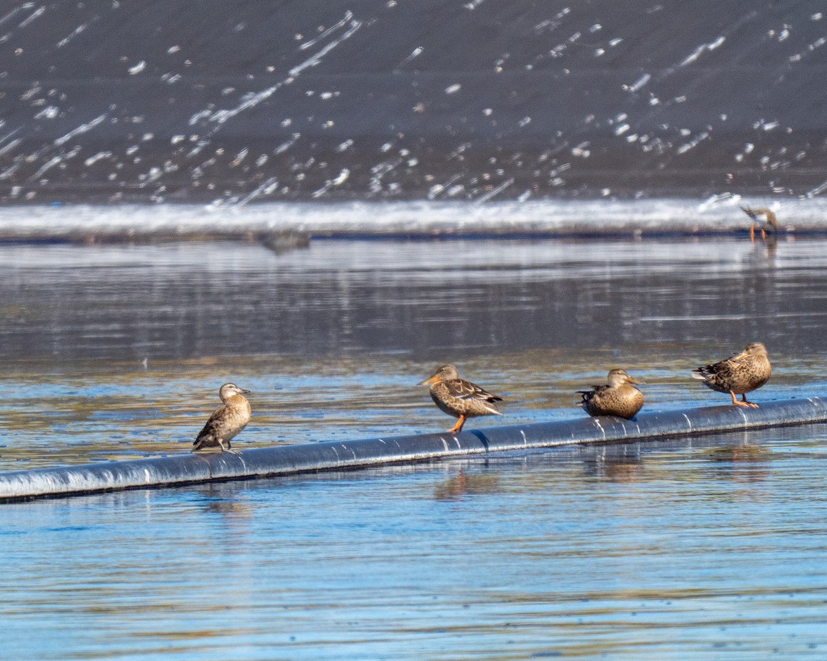 Garganey - ML643390414