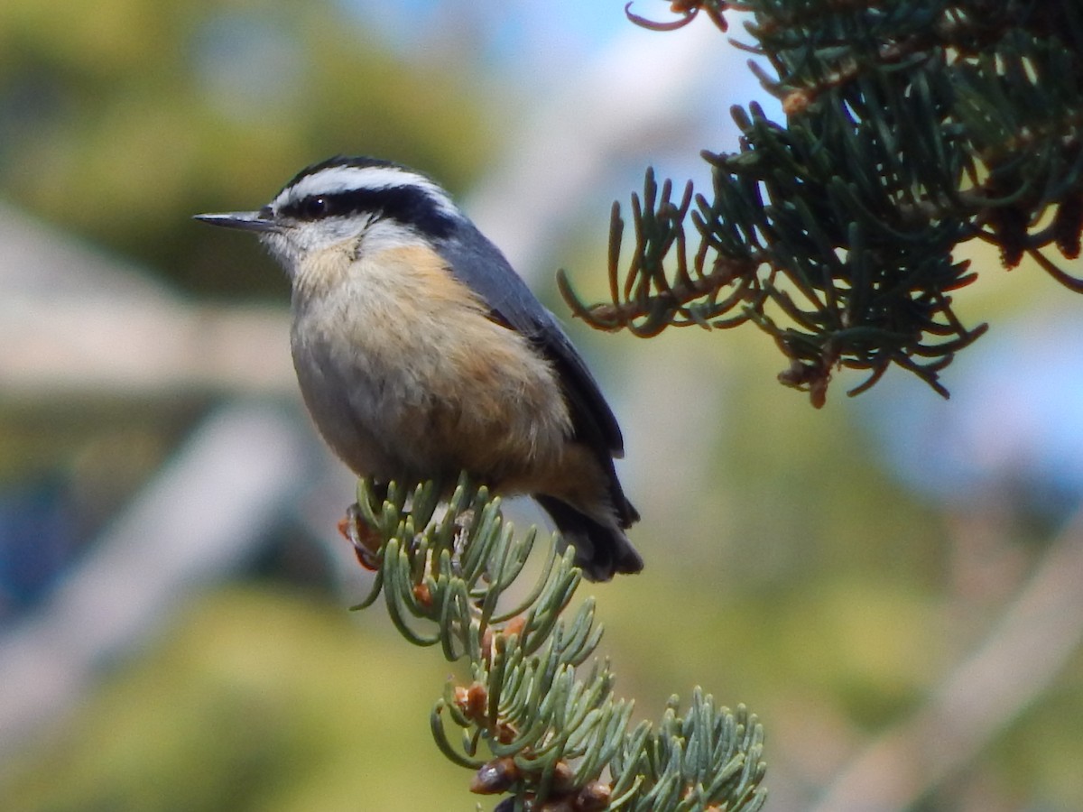 Red-breasted Nuthatch - ML643390423