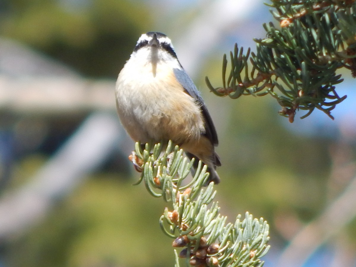 Red-breasted Nuthatch - ML643390424
