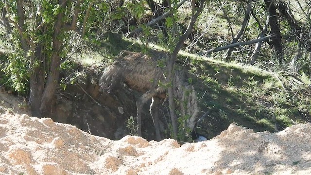 Emu - ML643390426