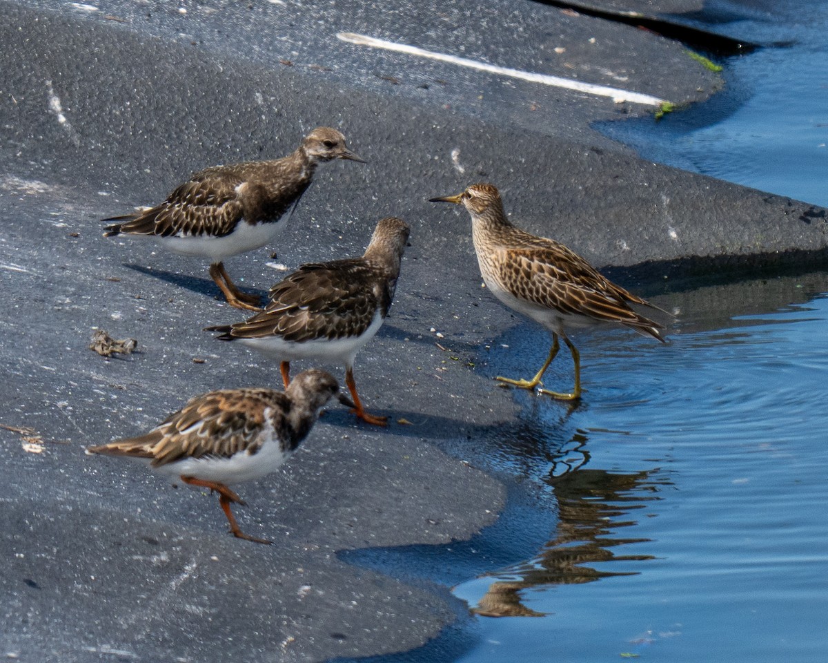 Pectoral Sandpiper - ML643390428