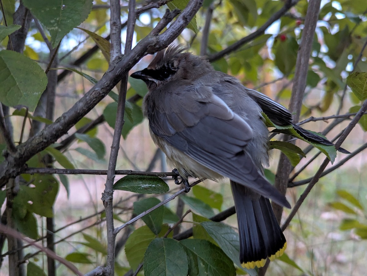 Cedar Waxwing - ML643390429