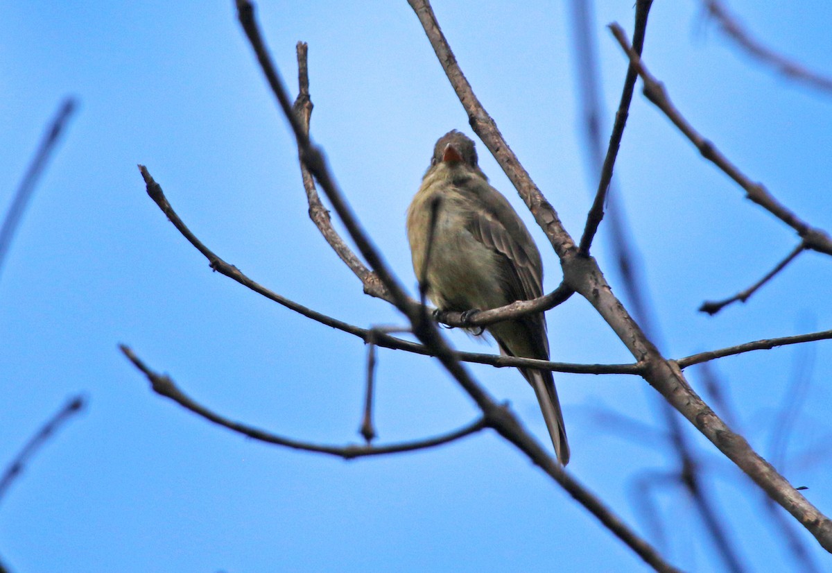 Greater Pewee - ML643390430