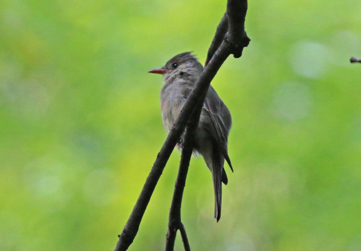 Greater Pewee - ML643390431