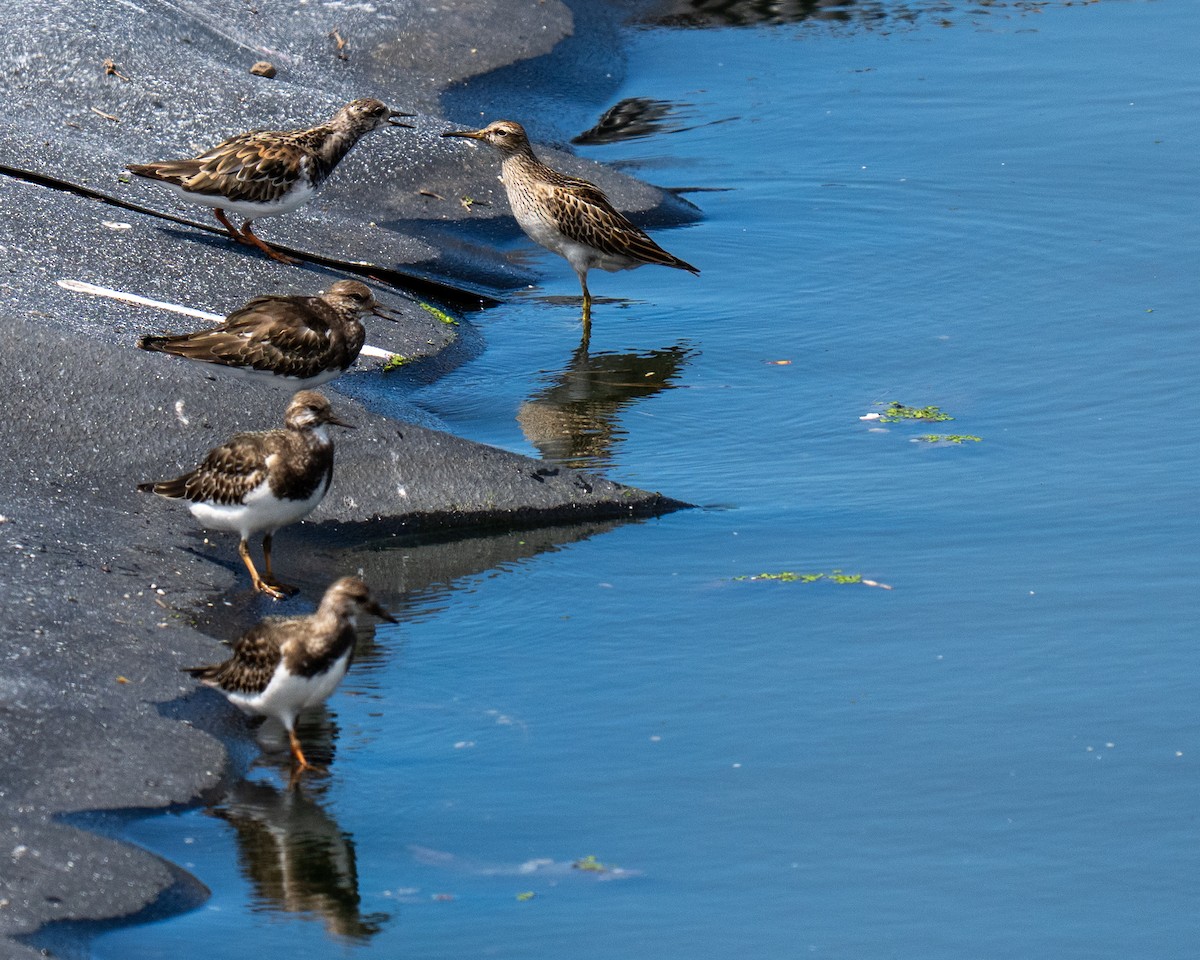 Pectoral Sandpiper - ML643390432