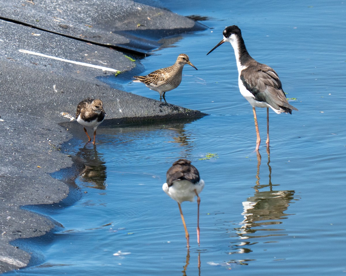 Pectoral Sandpiper - ML643390433