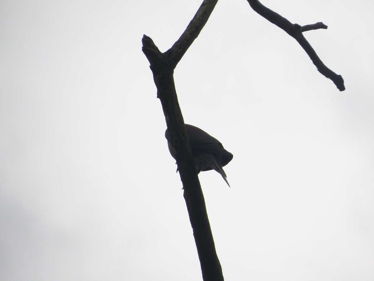 Pale-vented Pigeon - ML643390434