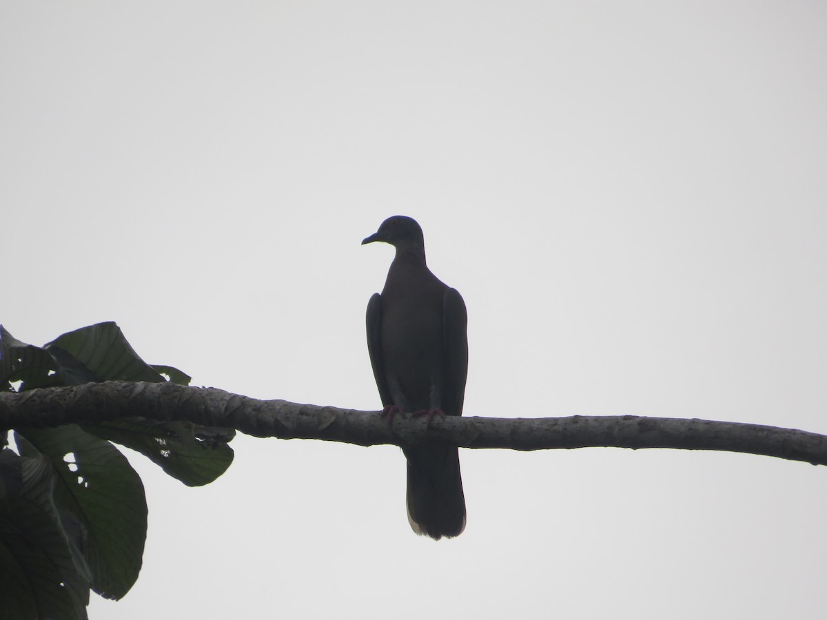 Pale-vented Pigeon - ML643390435