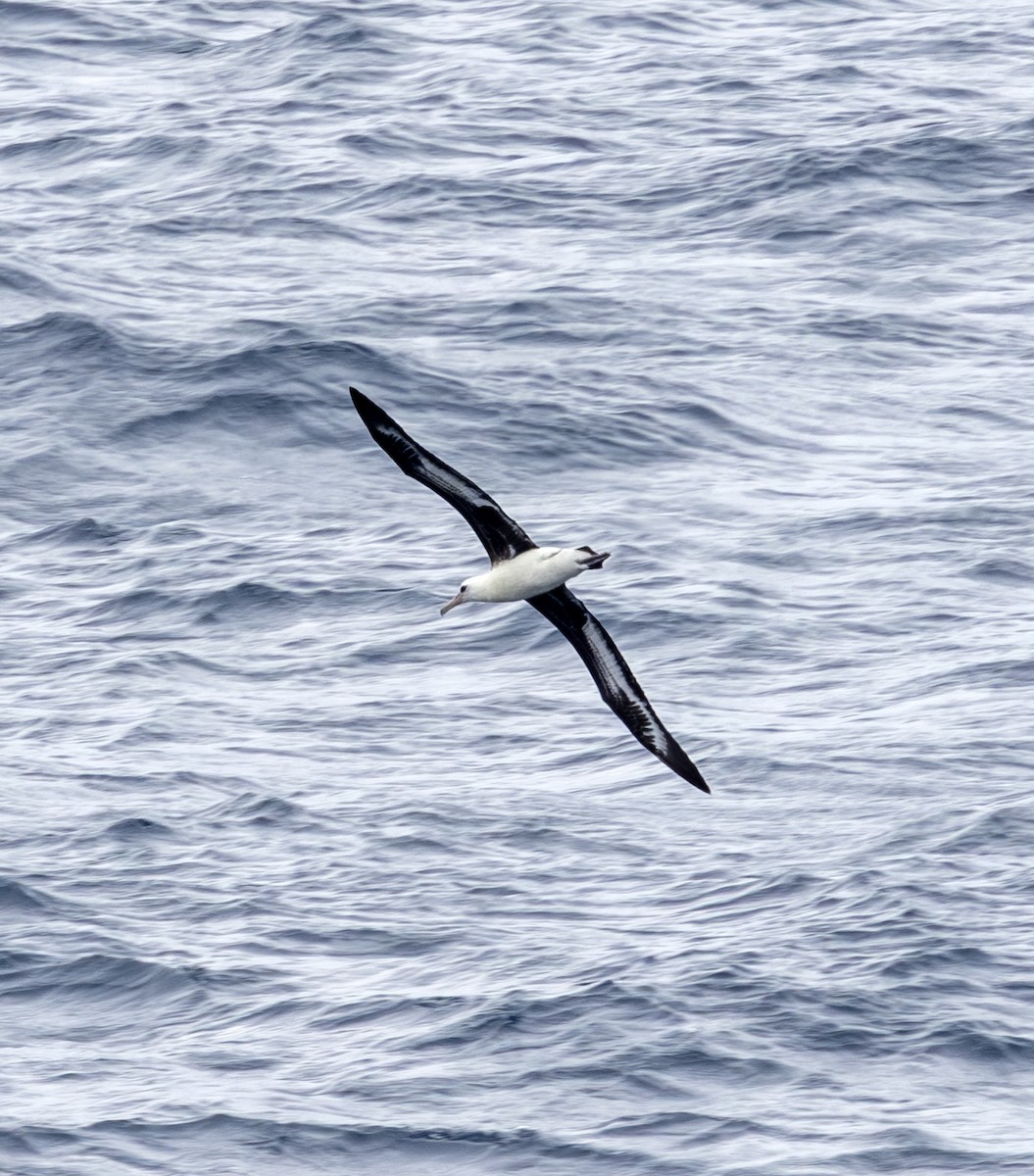 Laysanalbatros - ML643390446