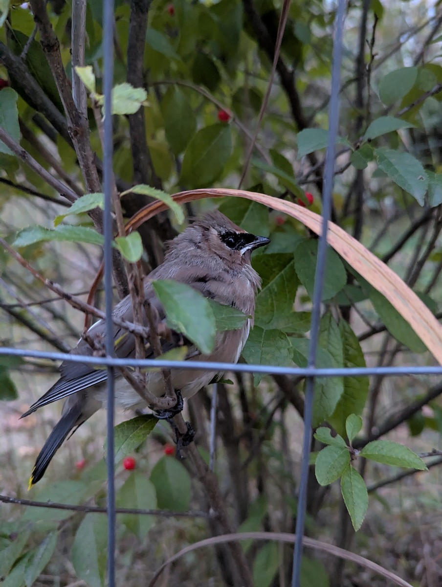 Cedar Waxwing - ML643390452