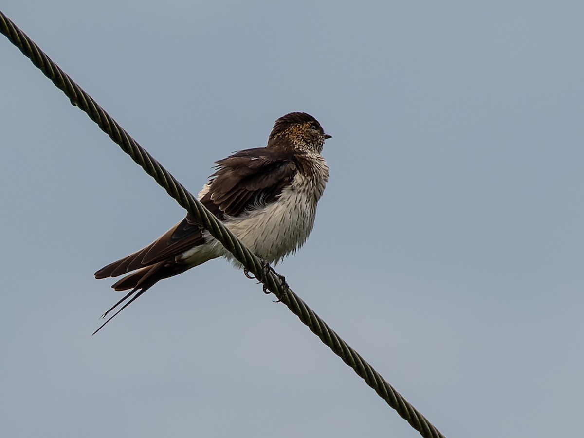 Eastern Red-rumped Swallow (Striated) - ML643390453
