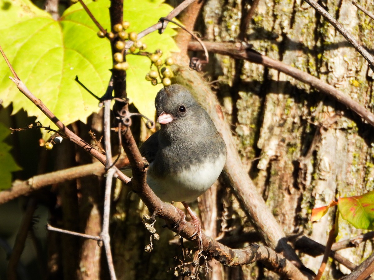 Dark-eyed Junco - ML643390458