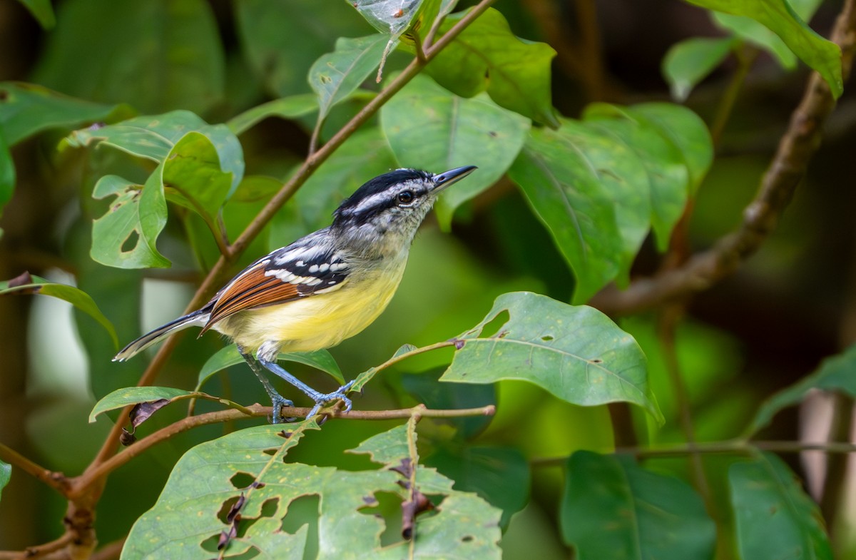 Rusty-winged Antwren - ML643390467